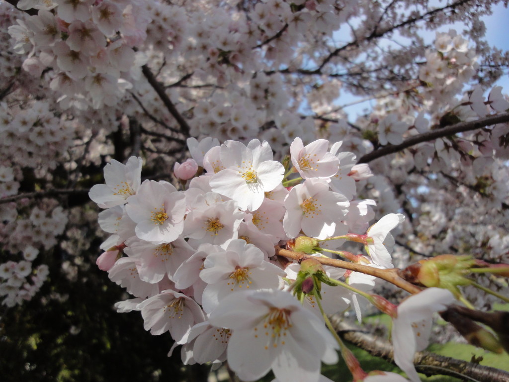 溫哥華旅遊溫哥華賞櫻染井吉野櫻Somei-Yoshino Cherry Blossom 東京吉野櫻