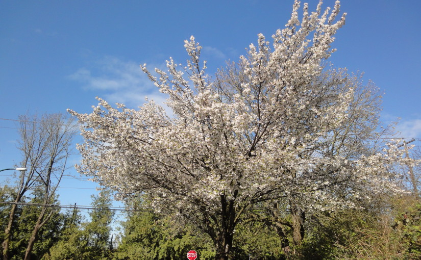 溫哥華櫻花賞｜海貓櫻 @East 57th Street