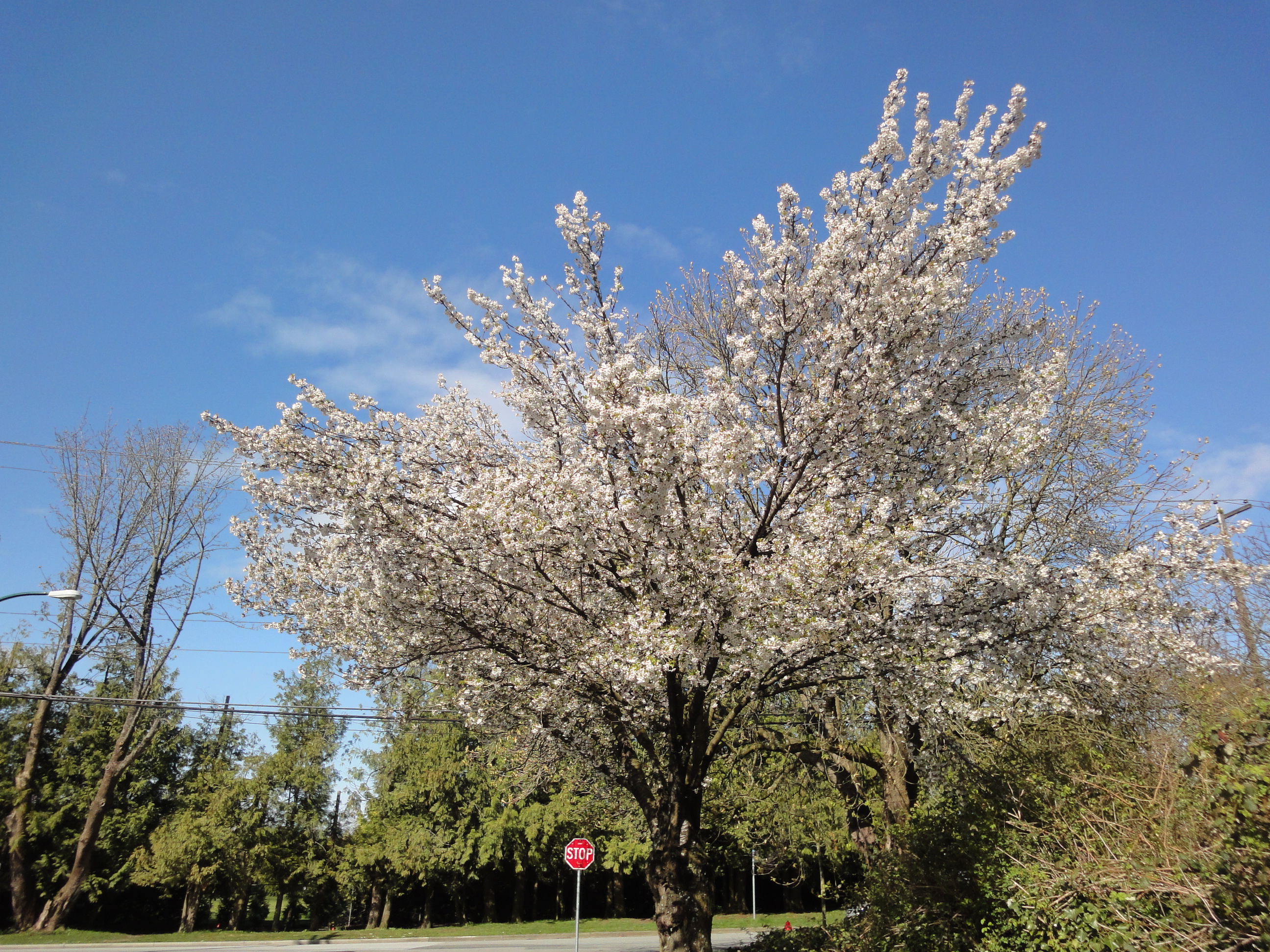 加拿大旅遊 溫哥華旅遊 溫哥華賞櫻 溫哥華櫻花 海貓櫻 Vancouver Cherry Blossom Okame