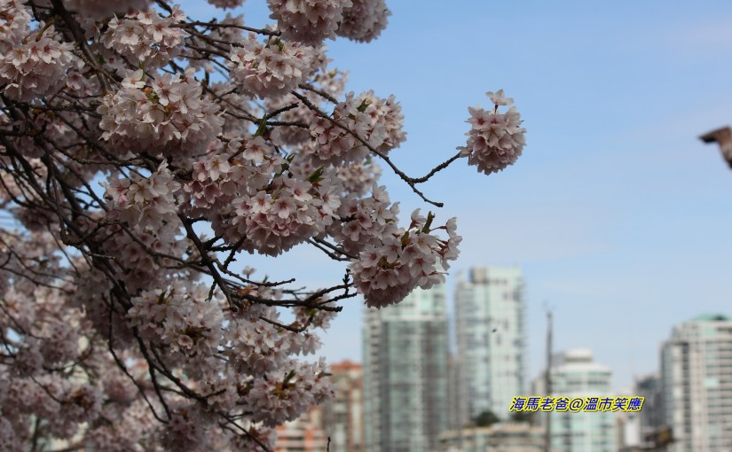 溫哥華櫻花賞｜白妙櫻 @Granville Island