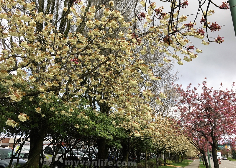 加拿大旅遊 溫哥華旅遊 溫哥華賞櫻 Ukon Cherry Blossom 鬱金櫻