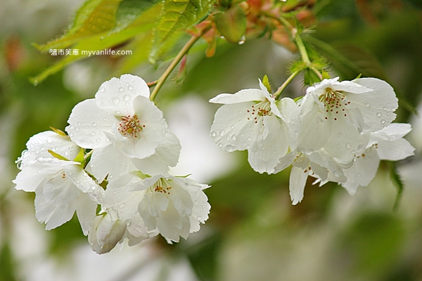加拿大旅遊 溫哥華旅遊 溫哥華賞櫻 白妙櫻 Vancouver Cherry Blossom Shirotae