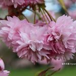 溫哥華櫻花賞｜紅枝垂櫻 @凡杜森植物園