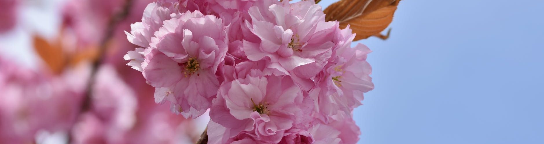 pink cherry blossom in bloom