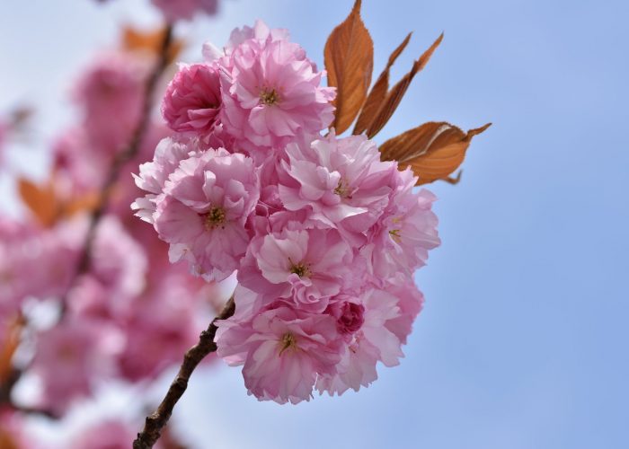 pink cherry blossom in bloom