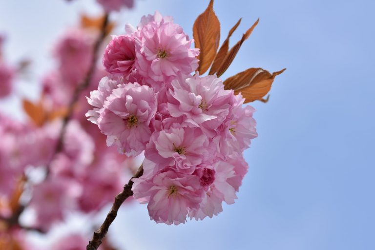 pink cherry blossom in bloom
