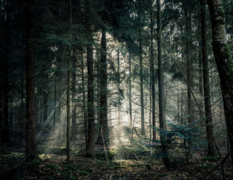 green tree forest