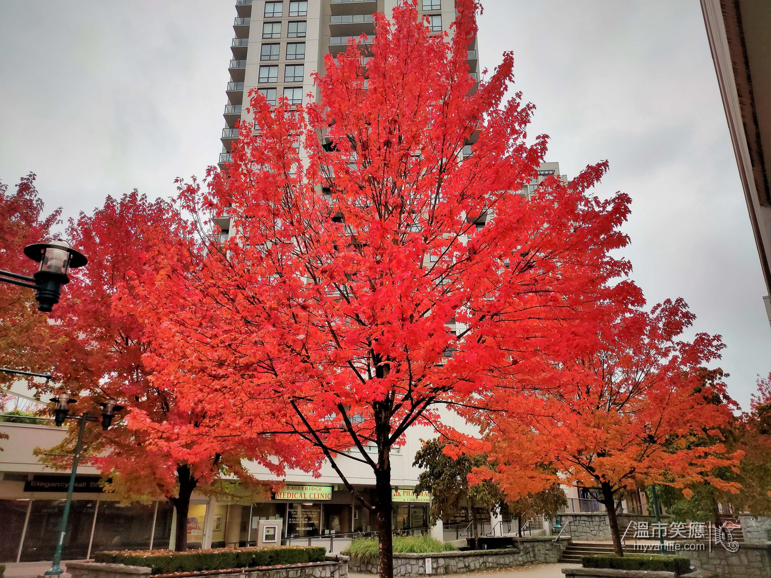 溫哥華旅遊｜十月楓情萬種，溫哥華五大賞楓景點