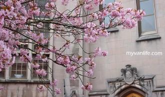 西雅圖賞櫻｜西雅圖華盛頓大學校園裡的無邊春色