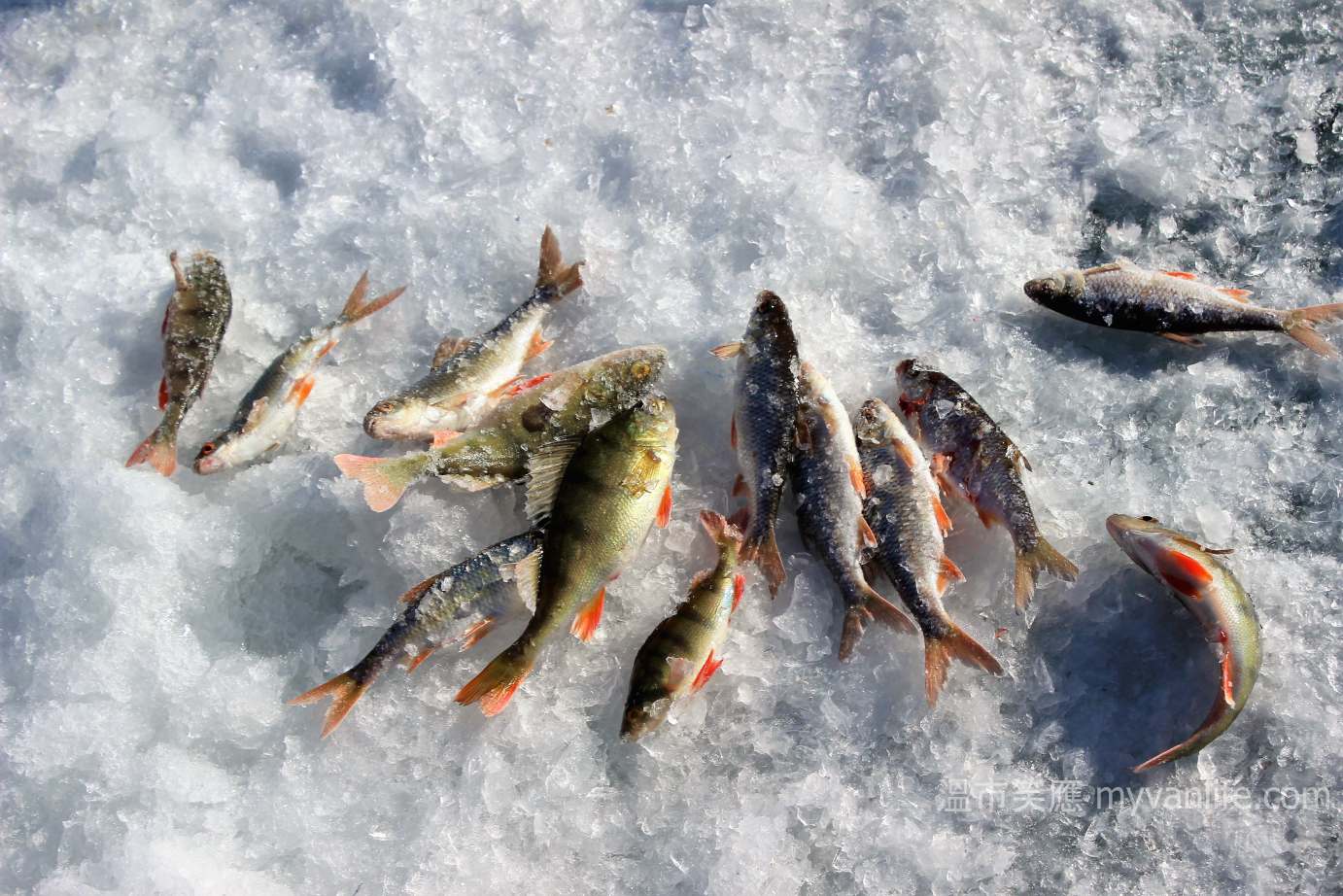 俄羅斯旅遊｜挖個洞，來貝加爾湖冰上釣魚吧