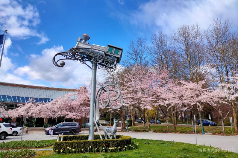 溫哥華旅遊推薦溫哥華賞櫻 Port Moody 滿地寶圖書館美國曙櫻 Akebono