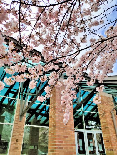 溫哥華旅遊推薦溫哥華賞櫻 Port Moody 滿地寶圖書館美國曙櫻 Akebono