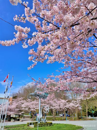 溫哥華旅遊推薦溫哥華賞櫻 Port Moody 滿地寶圖書館美國曙櫻 Akebono