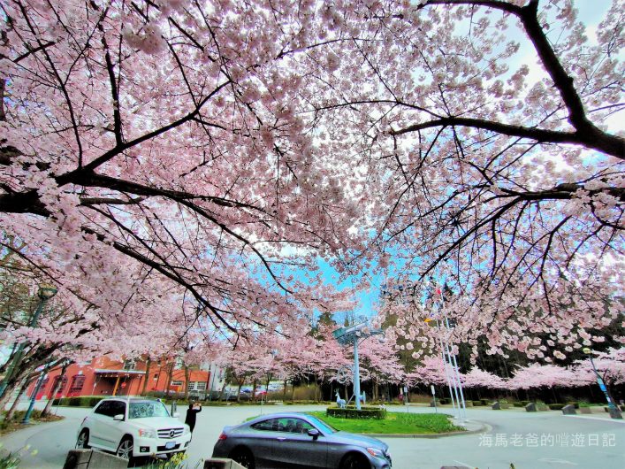 溫哥華旅遊推薦溫哥華賞櫻 Port Moody 滿地寶圖書館美國曙櫻 Akebono