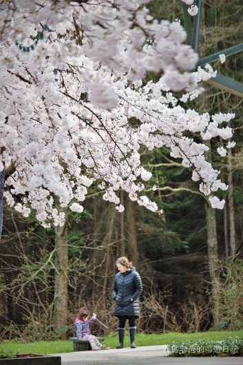 溫哥華旅遊推薦溫哥華賞櫻 Port Moody 滿地寶圖書館美國曙櫻 Akebono