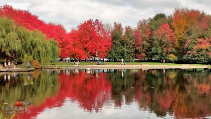 溫哥華旅遊｜2021再訪鱒魚湖，與那紅得出血的楓紅有約 (圖輯)