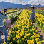 溫哥華旅遊｜花田裡犯了錯！那些賞花的NG行為