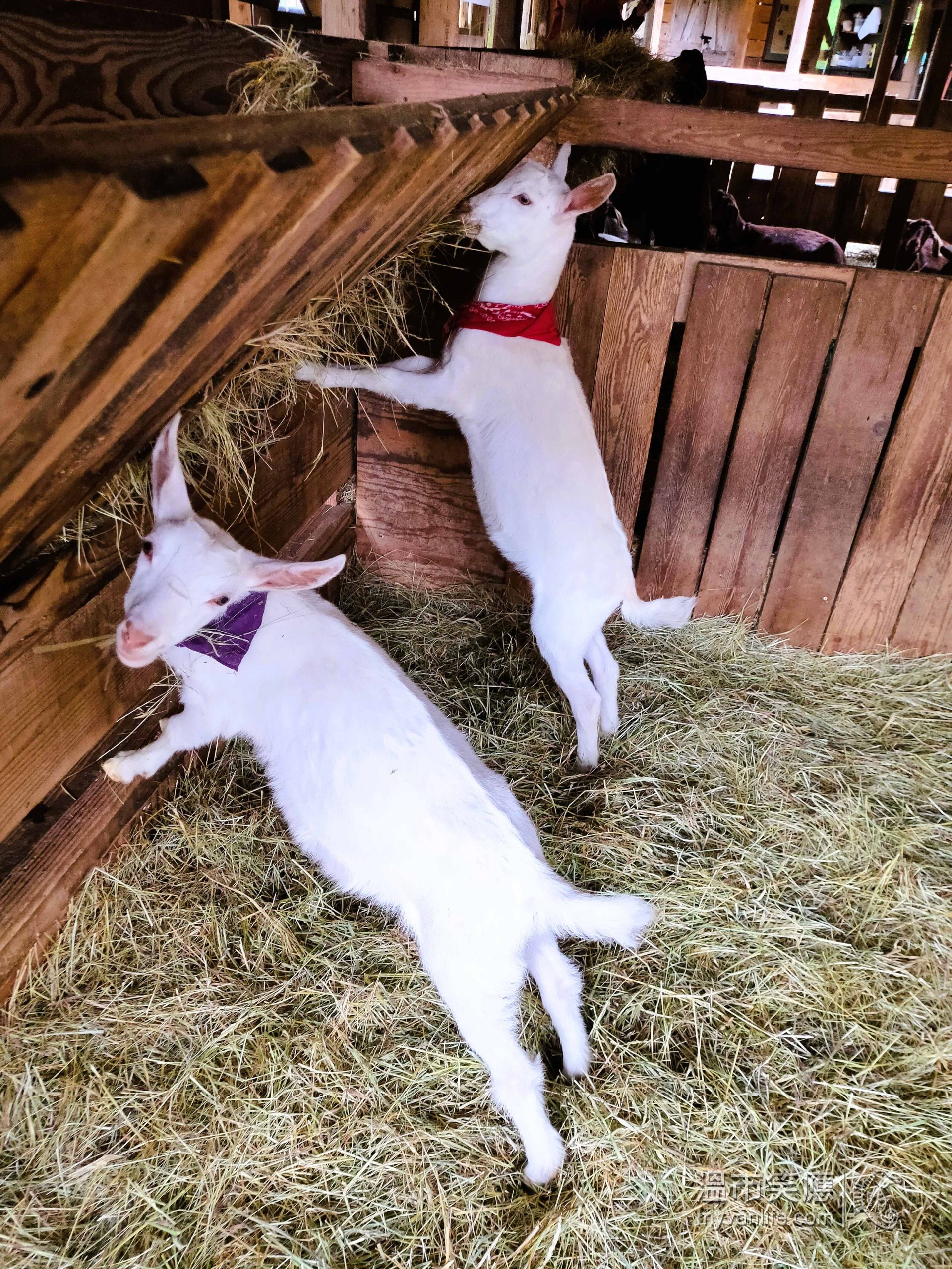 travel_IMG20220603100015_Salt Spring Cheese 溫市笑應