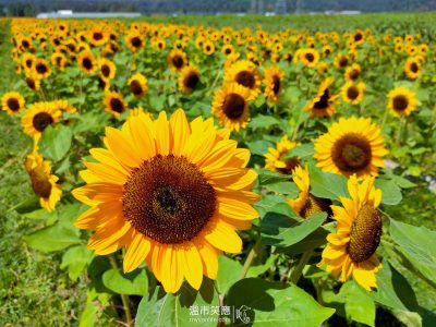 溫哥華旅遊｜溫哥華就看得到！韓劇《鬼怪》的蕎麥花與向日葵花田