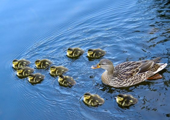 duck and ducklings