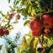 red apples on tree